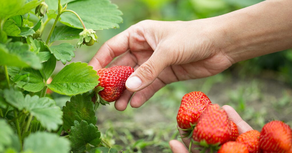 a hand picking red ripe strawberries off the plant