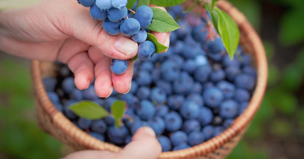 picking blueberries into a wooden basket
