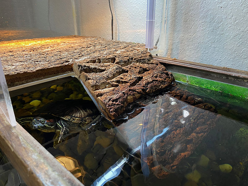 a turtle peeks out of the water next to her custom turtle ramp