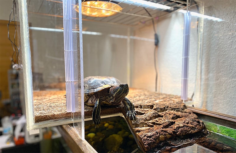 turtle perched at the edge of a custom made basking box
