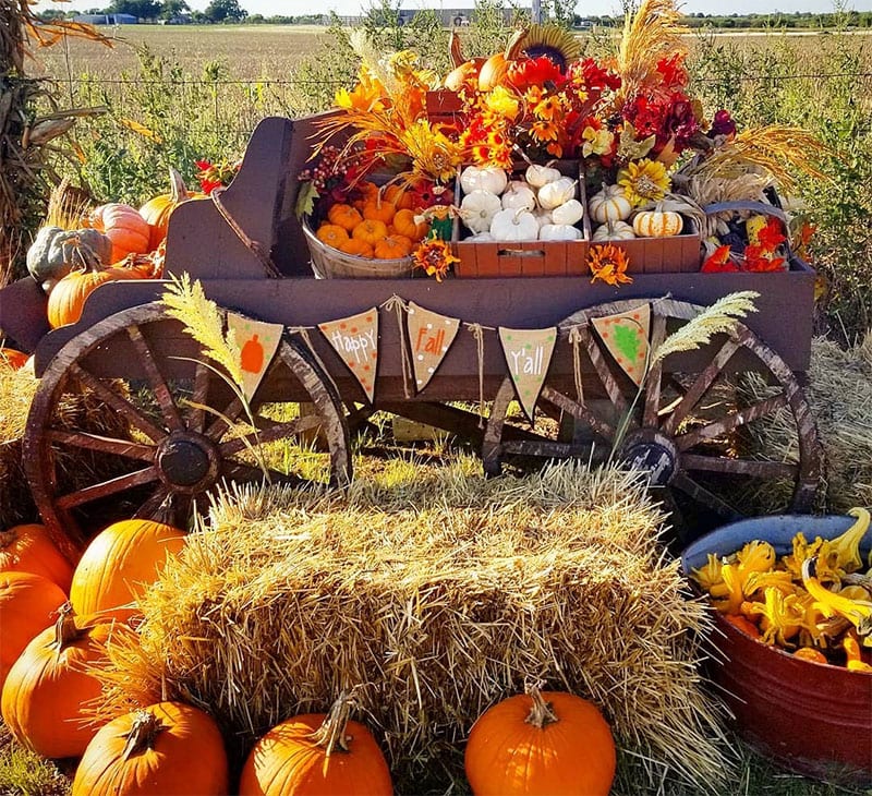 Pumpkin photo op at Country Critter Farms