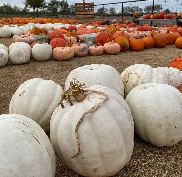A variety of pumpkins on display at Big Orange Pumpkin Farm