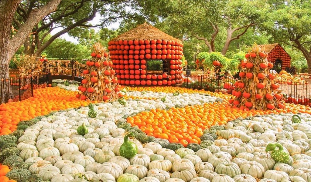 Pumpkins arranged in every space inch of the Dallas Arboretum, including a pumpkin house and color sorted pumpkins.