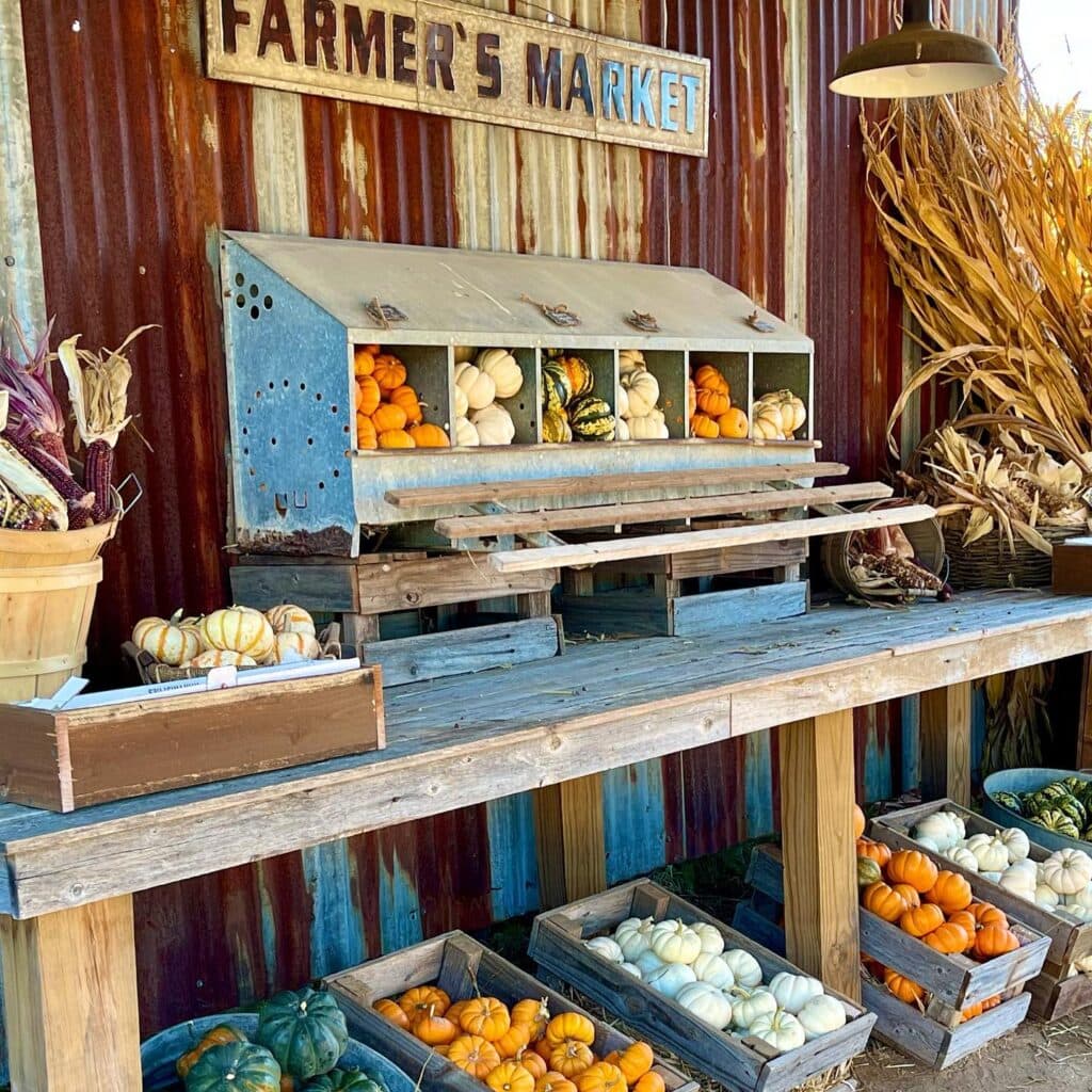 Pumpkin display at Halls Pumpkin Patch