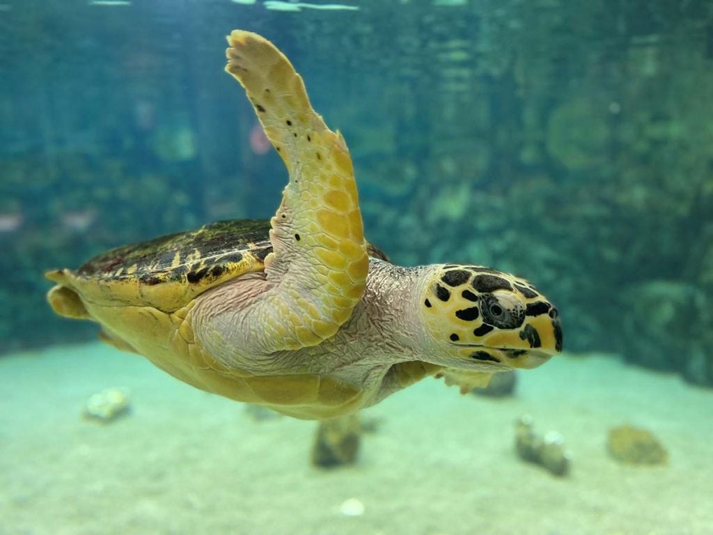 Sea turtle swims by at Sea Life Grapevine