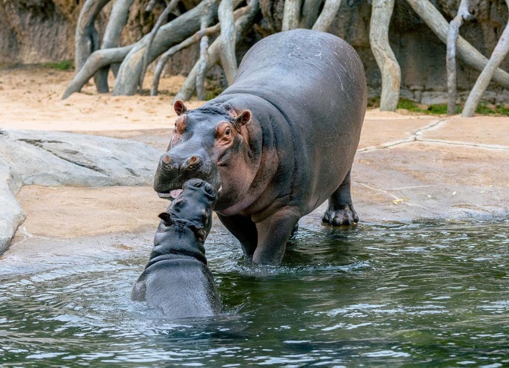 A baby hippo and her mama bond at the Dallas Zoo
